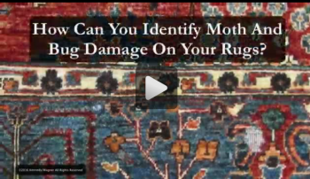 How Can You Identify Moth And Bug Damage On Your Rugs?