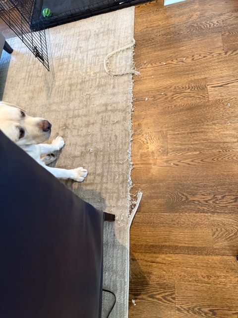 pet odor removal
